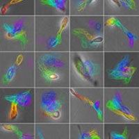 color microscopic images of different stem cells