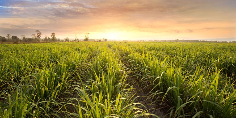 Sugarcane field at sunset