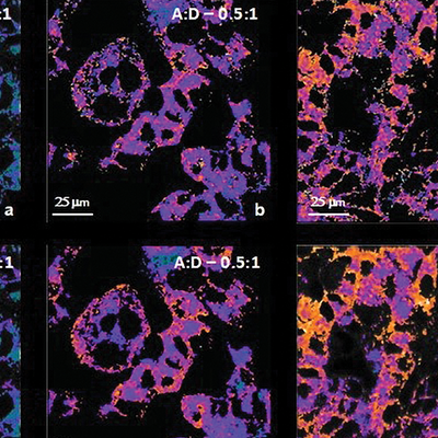 Examples of microscopic bio images