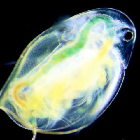 Bio image of plankton