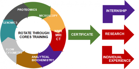 Chart illustrating how the 6 modules lead to Internships, research or individual experiences