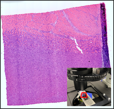 Olympus IX-71 Inverted Widefield Fluorescence Microscope and imaging produced