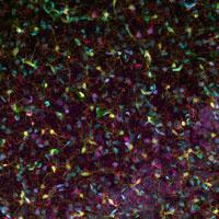 Microscopic image of a cell