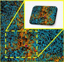 Example of data produced by optical tweezers