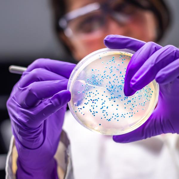 Research wearing purple gloves reviews a petri dish with blue specimen